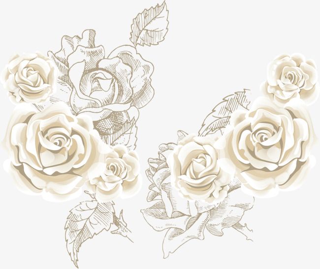 White roses roses.