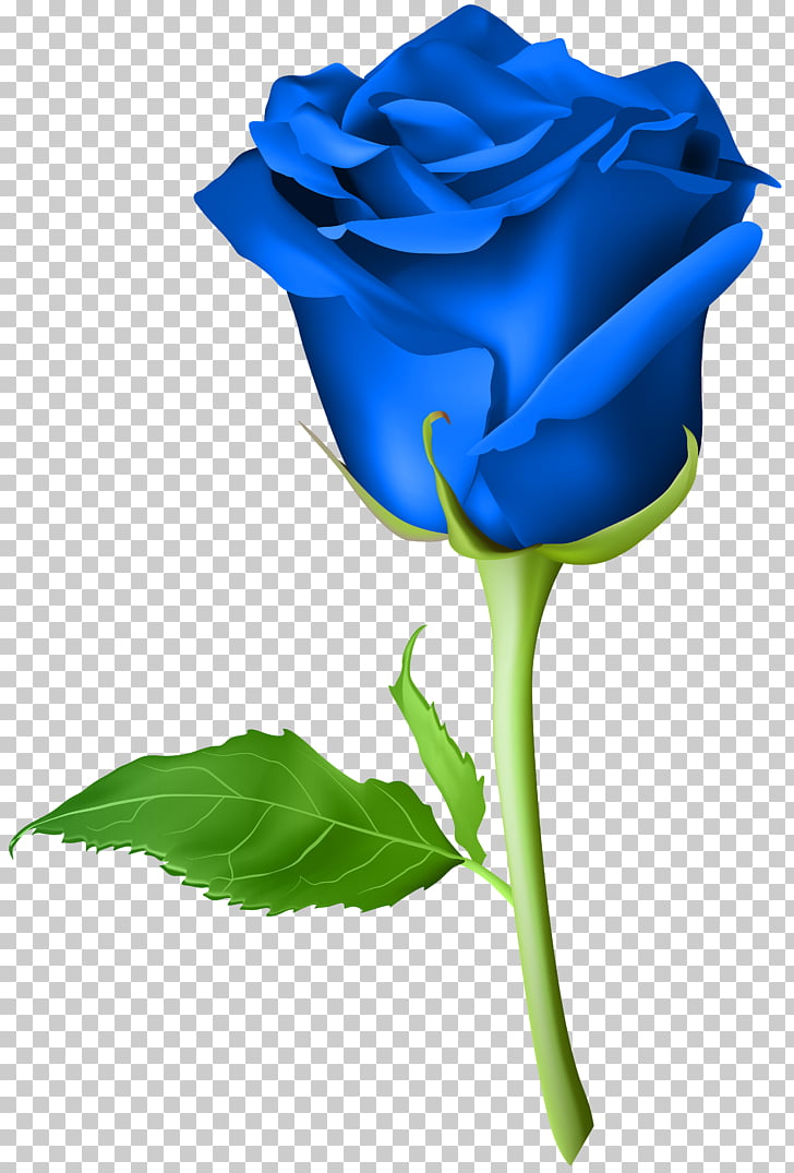 Blue rose , Rose Blue Transparent , blue rose illustration