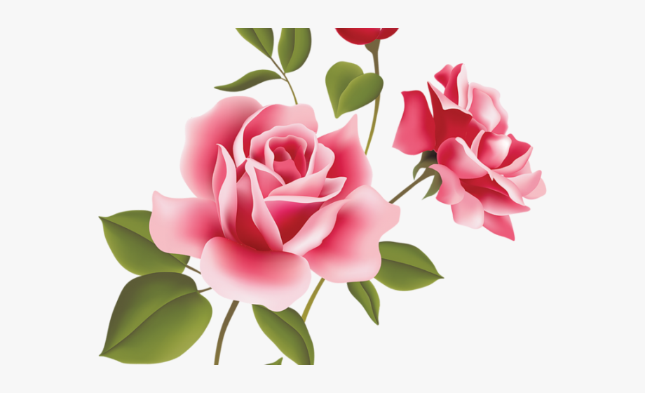 Pink roses clipart.