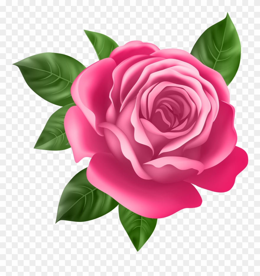 Pink Rose Transparent Png Clip Art