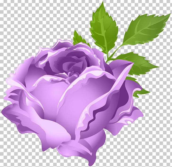 Garden roses purple.