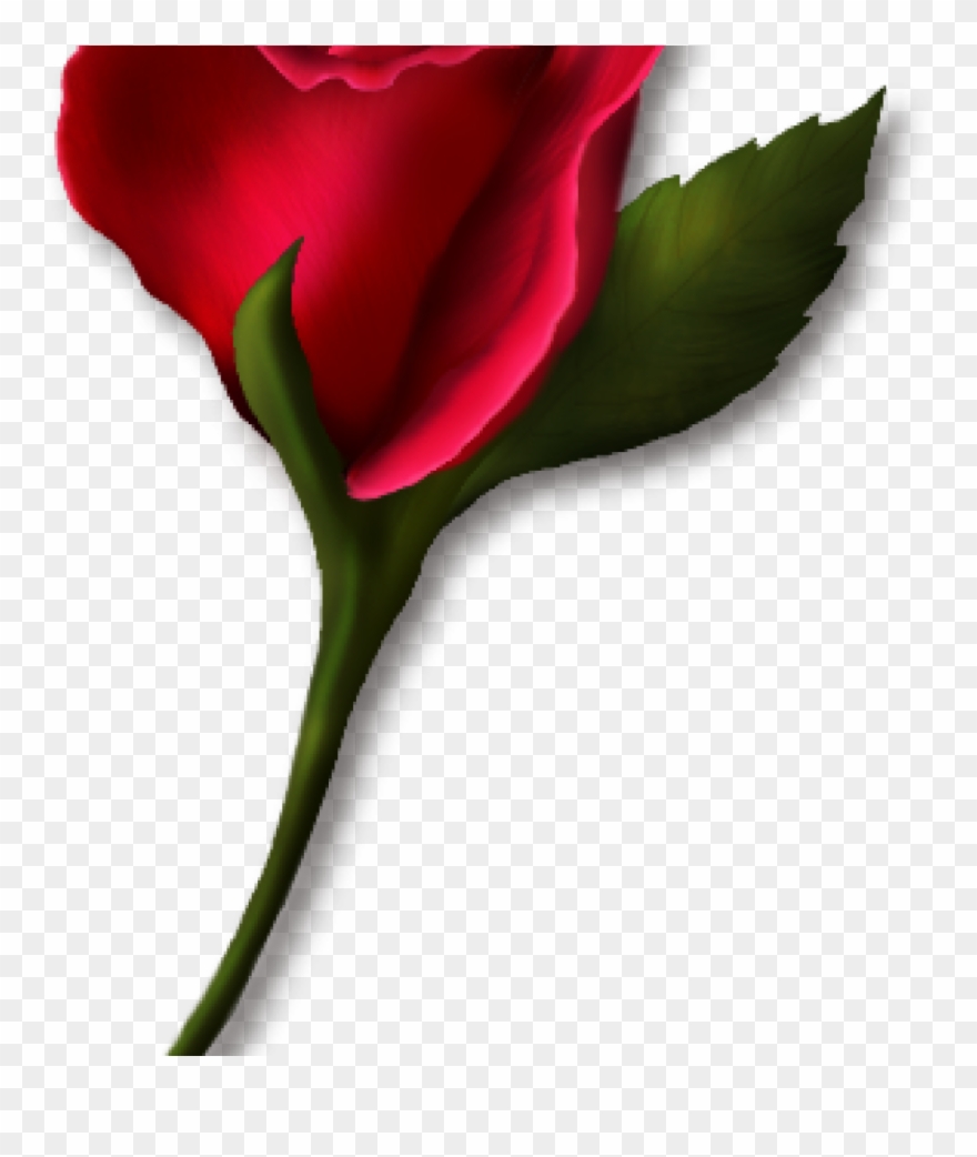 Single Rose Clipart Single Rose Clipart Png Real Clipart