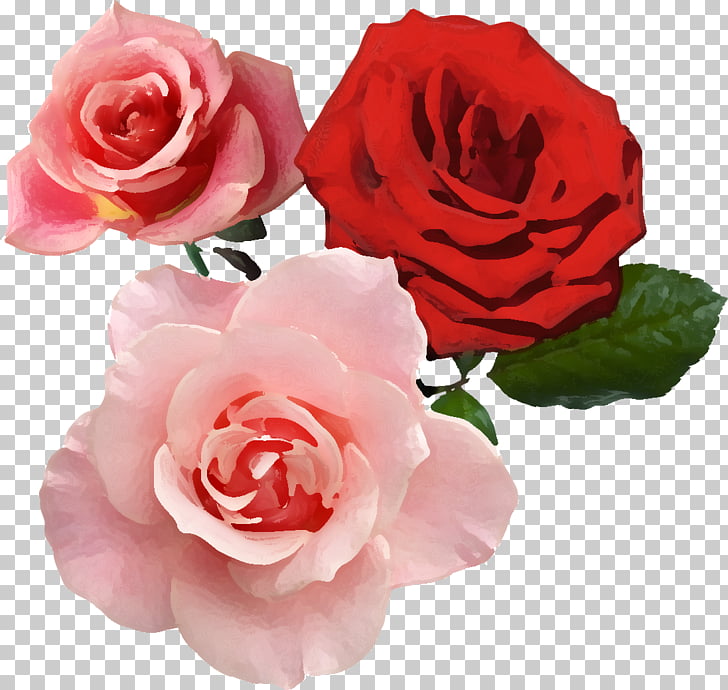 Flower Garden roses Red Aesthetics , real flower PNG clipart