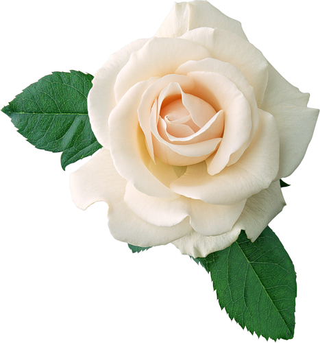 Real white rose.