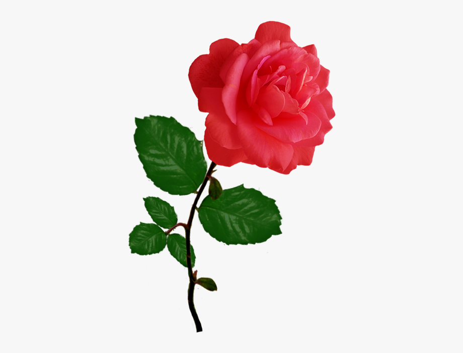 Red Red Rose Clipart
