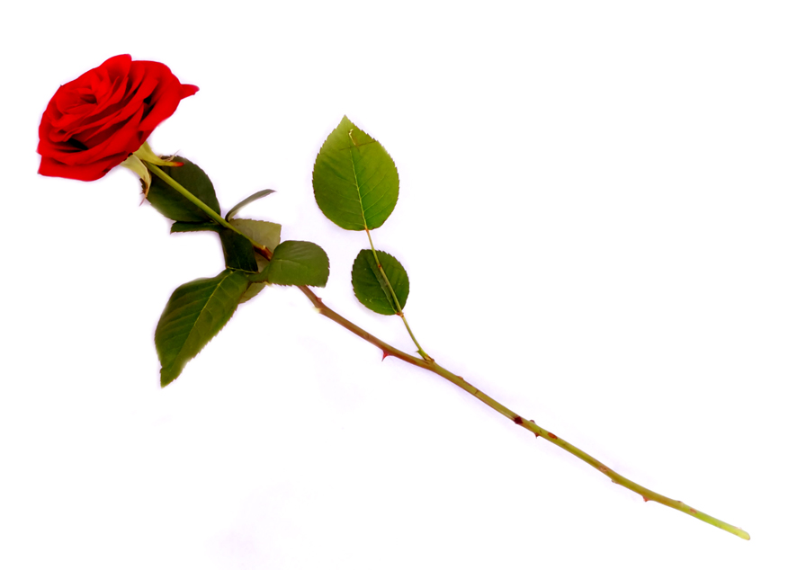 Free single rose.