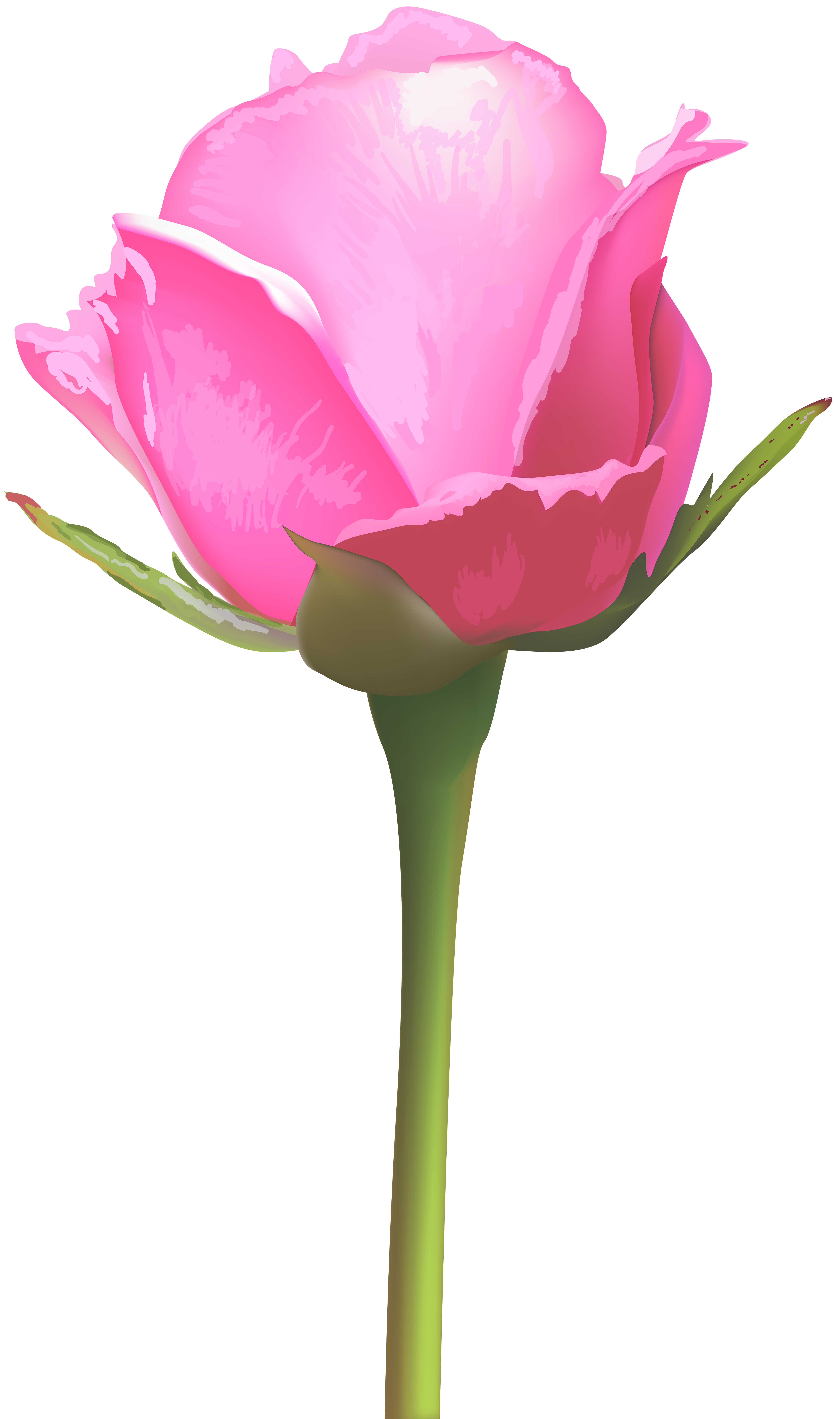 Single pink rose.