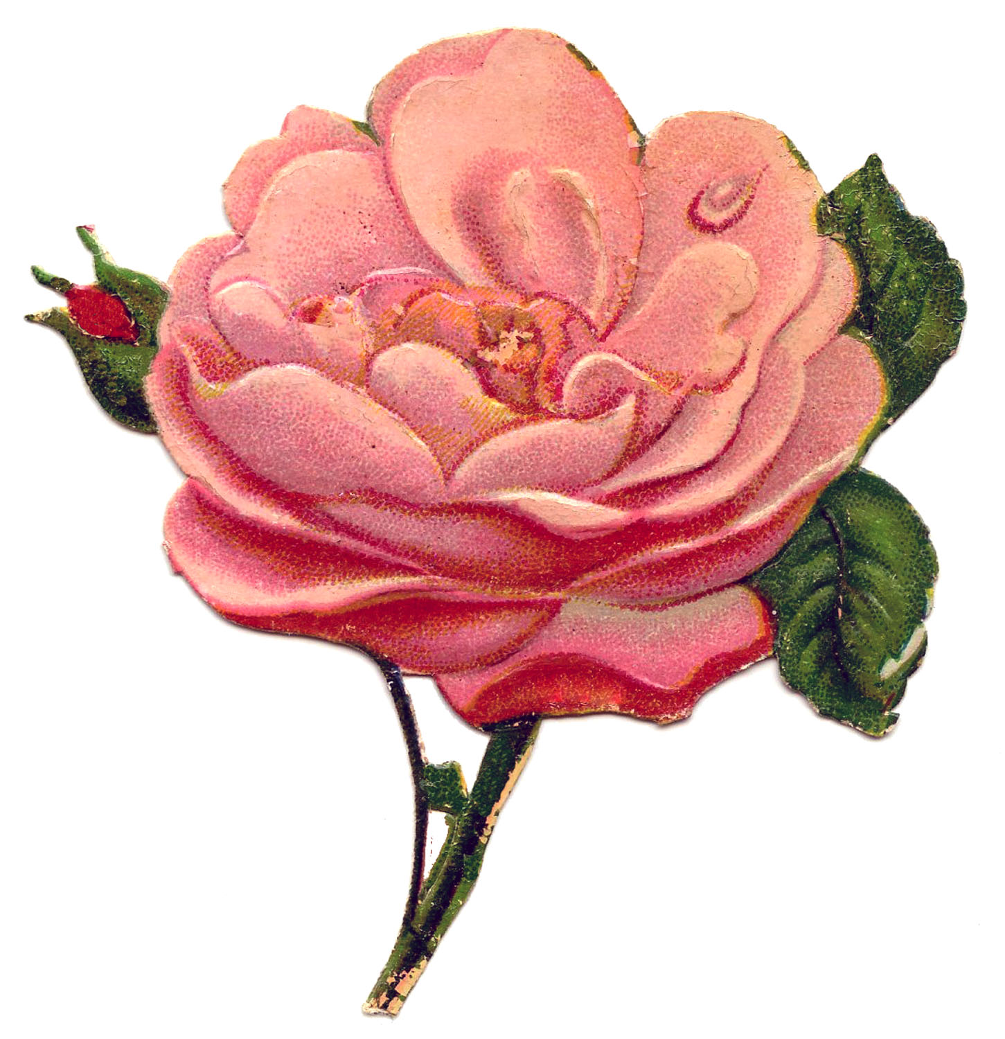 Free victorian rose.