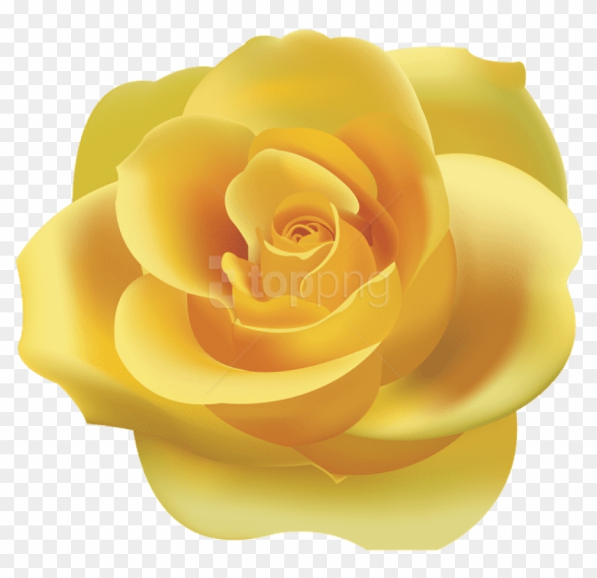 Download Yellow Rose Png Png Images Background