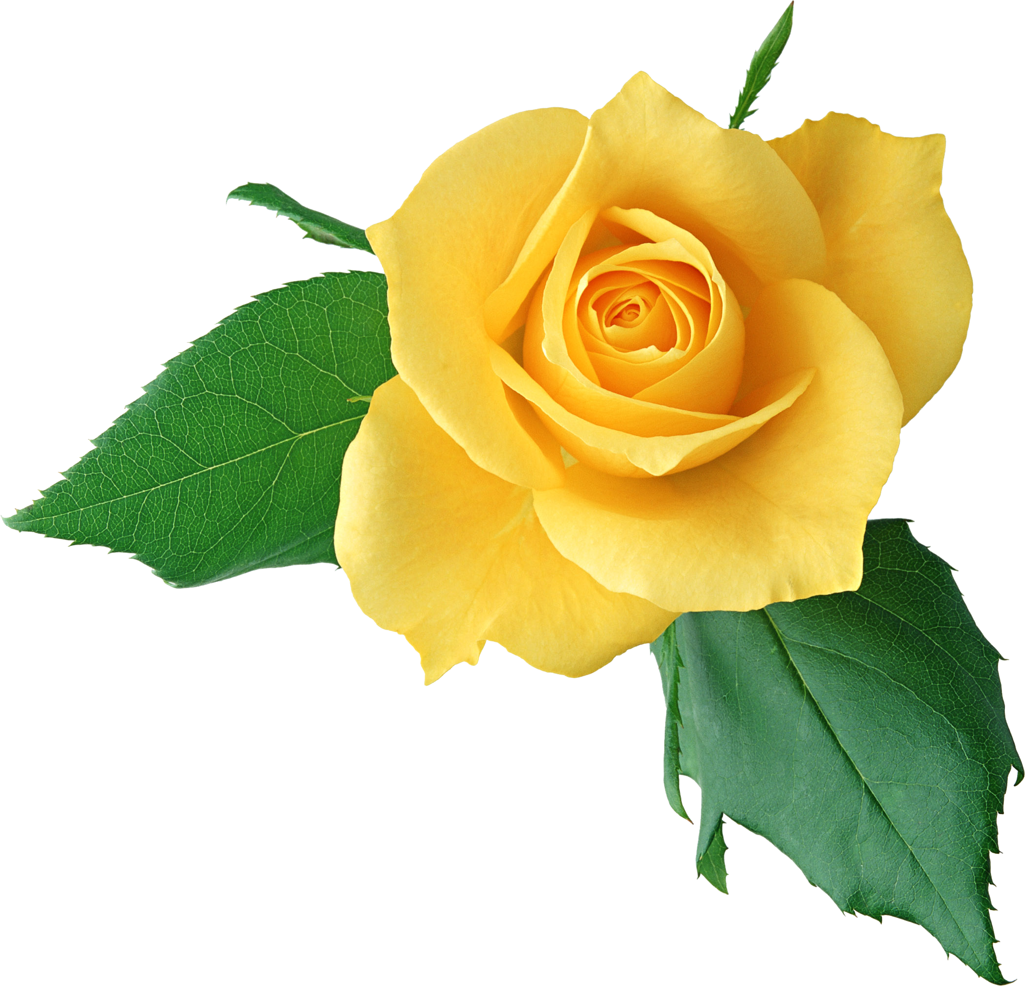 Download Yellow Rose PNG Clipart