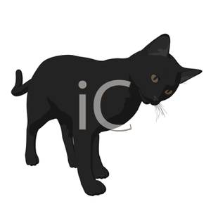 A Curious Black Cat