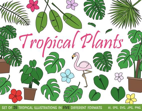 Tropical Clipart Set, Clip Art Illustrations