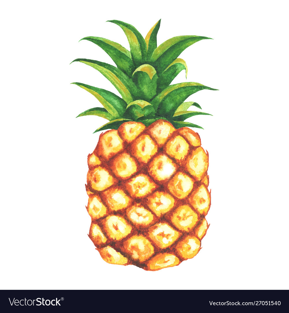 Beautiful watercolor pineapple.