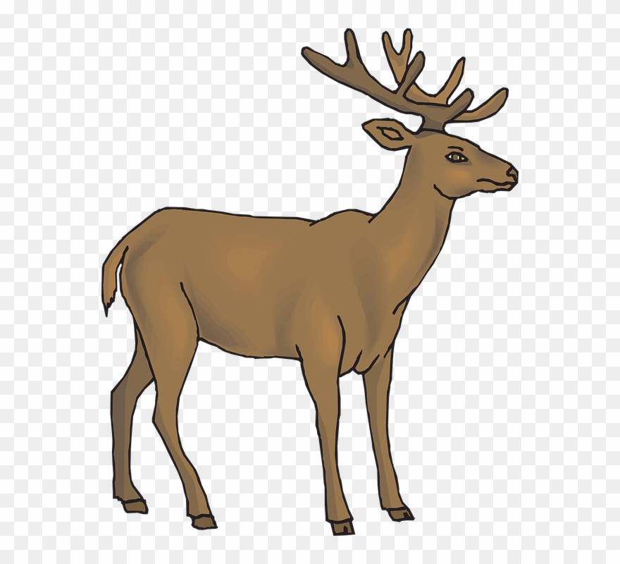 White Tailed Deer Clipart Rusa