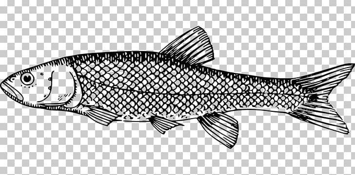 Milkfish fish scale.