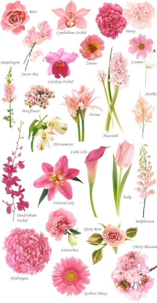 PInk flower names