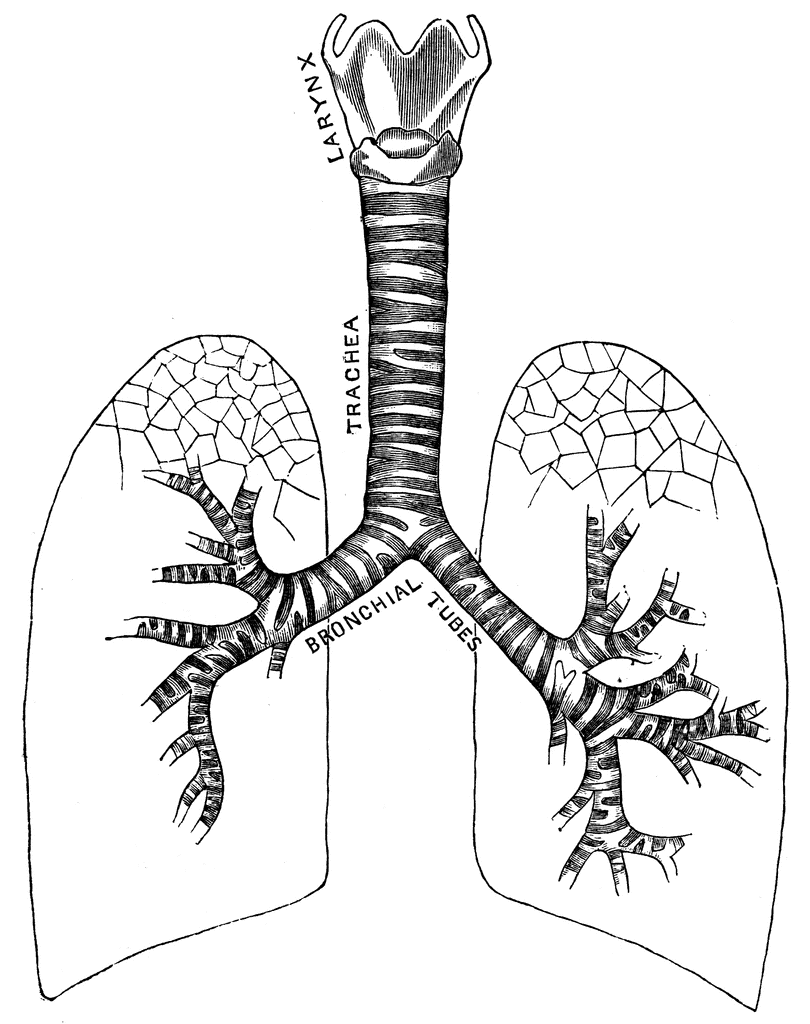 Respiratory system clipart.