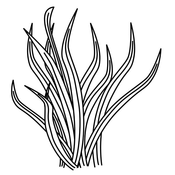 Collection grass clipart.