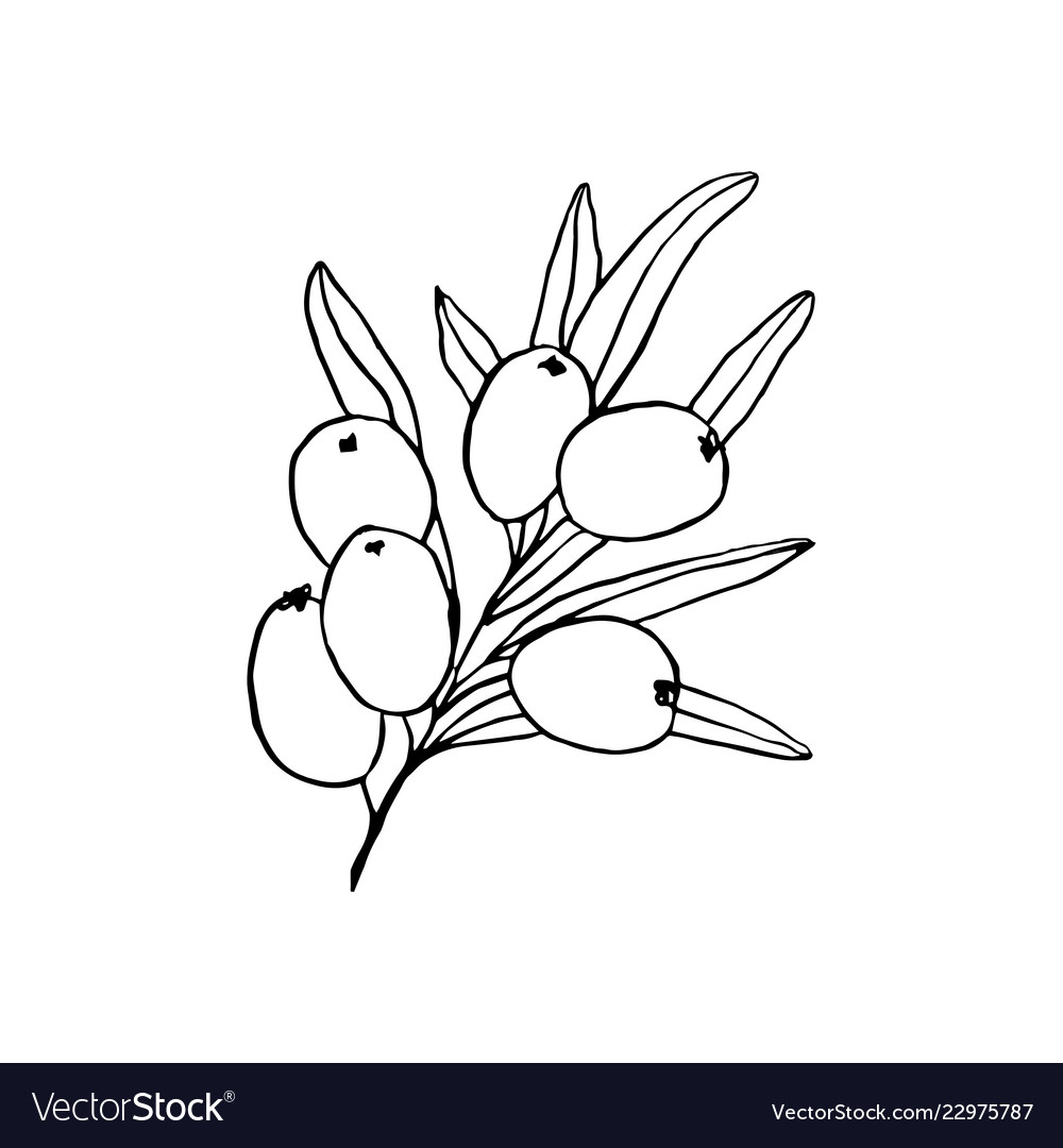 Sea buckthorn branch hand drawn sketch