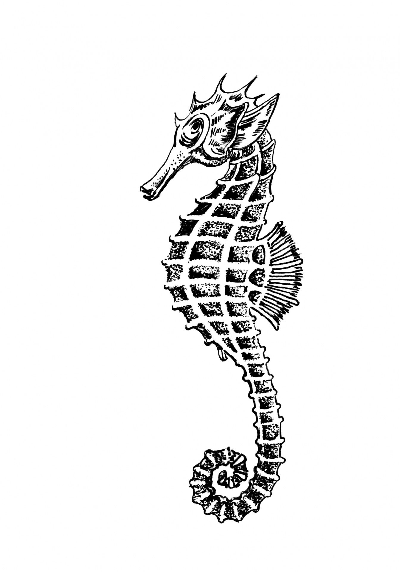 Seahorse Clipart Illustration Free Stock Photo
