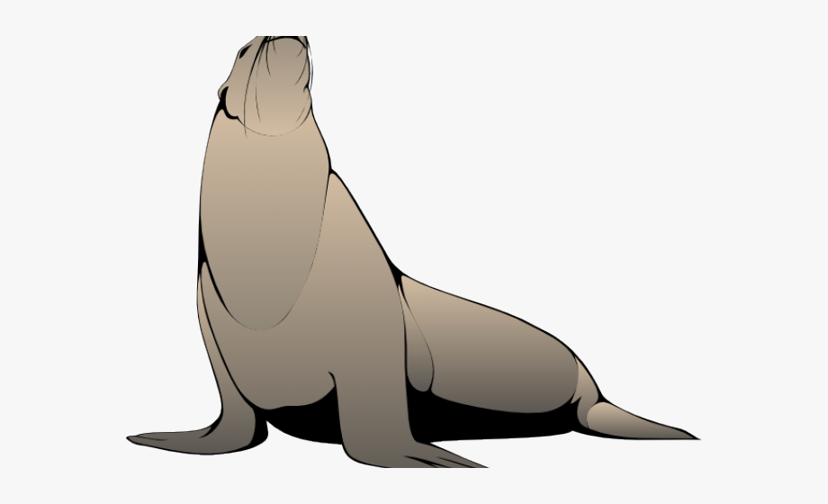 Steller Sea Lion Clip Art