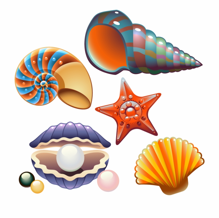 Clam Seashell Nautilidae Clip Art