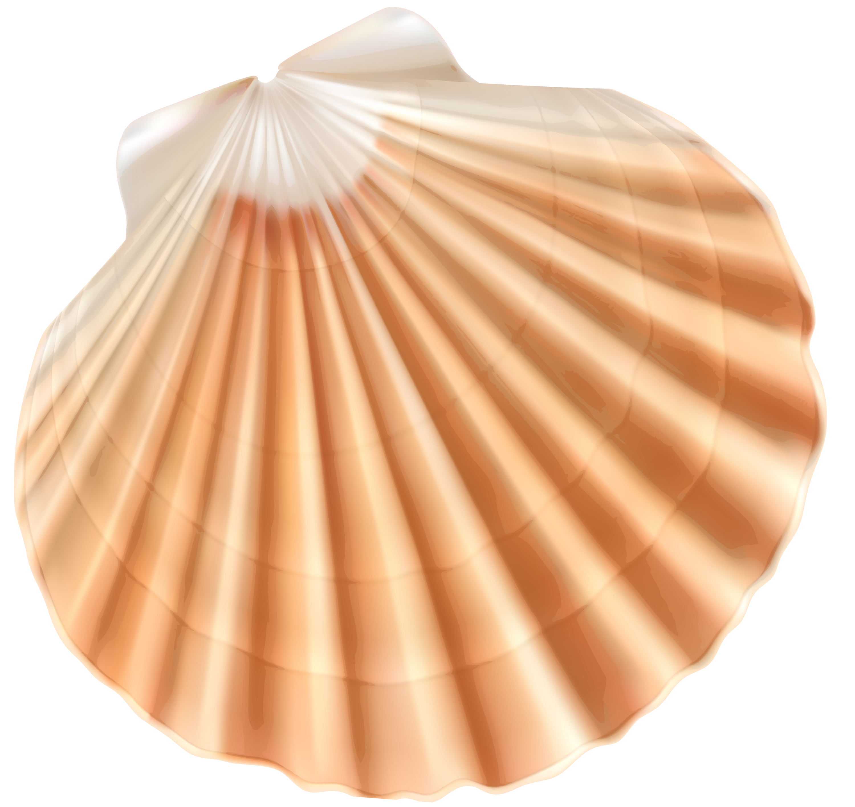 Seashell clam clip.