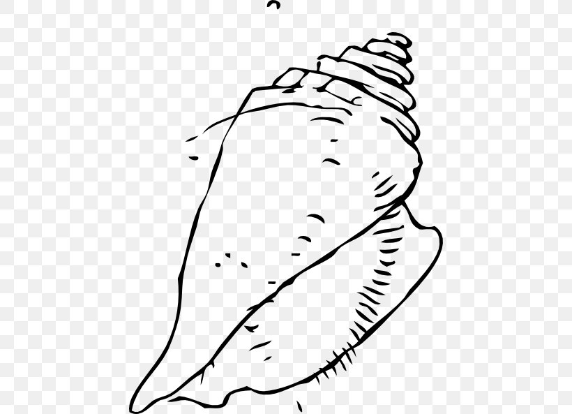 Seashell Drawing Clip Art, PNG,