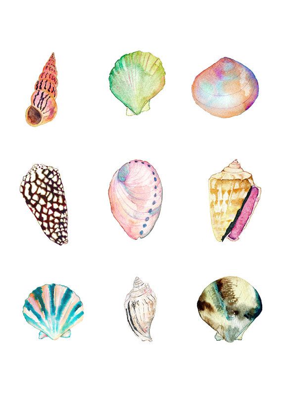 Sea Shell Collection Art Print