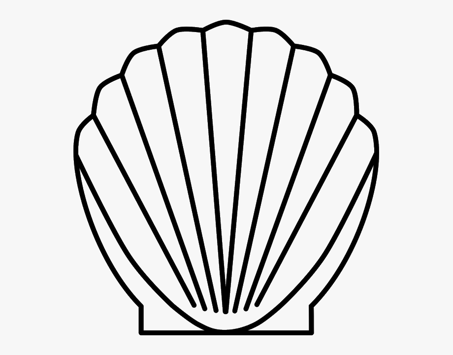 Drawing shell scallop.