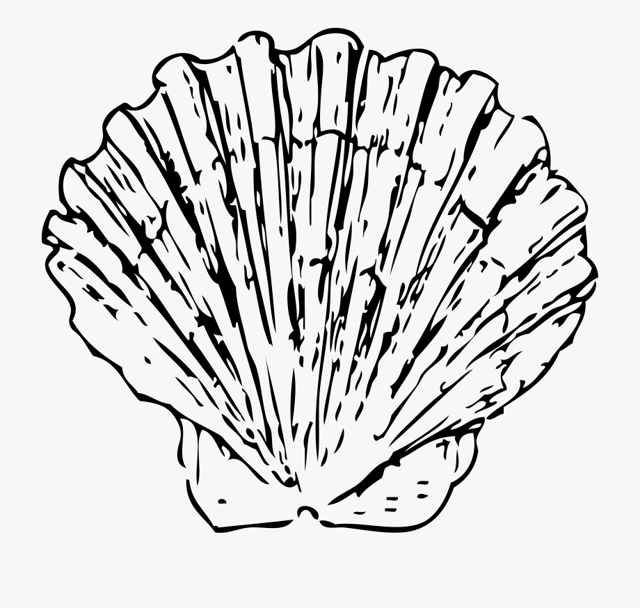 Seashell clipart scallop.