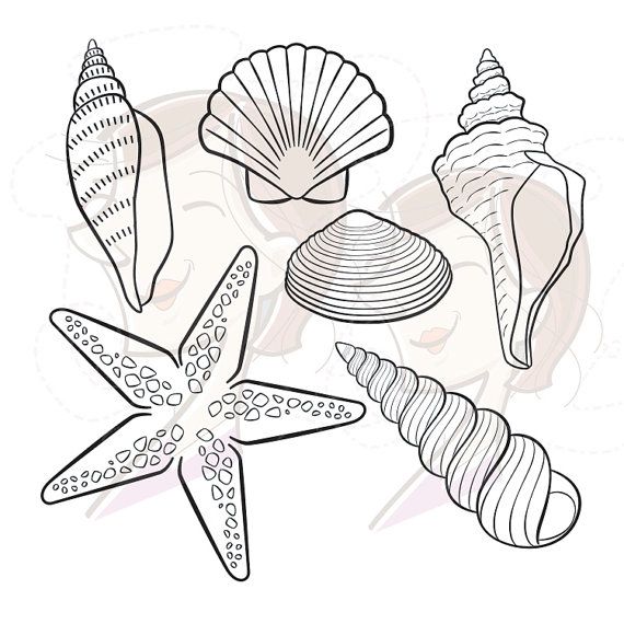 Digital Seashell Stamps Decor Summer Beach Clip Art by
