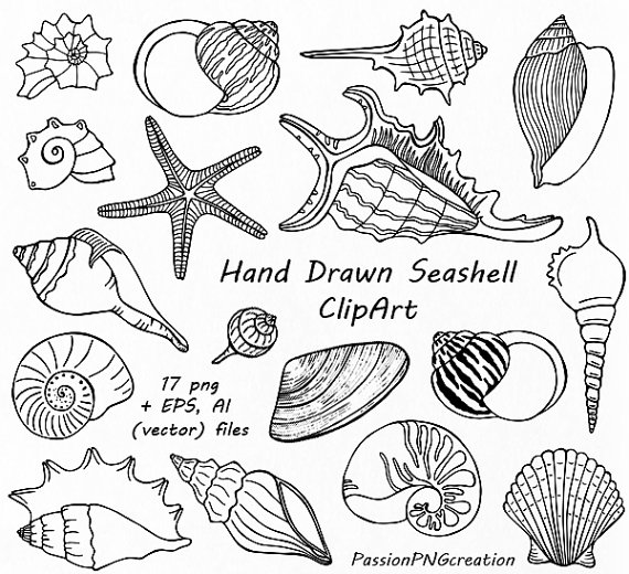 Hand Drawn Seashell Clipart, Shell clip art, Digital Stamps