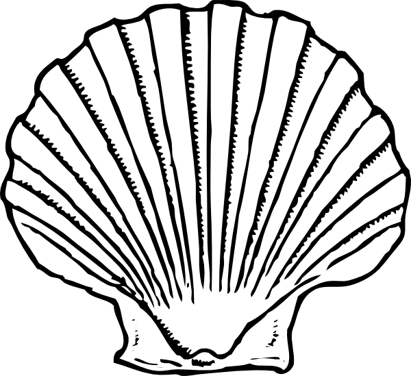 Shell clipart teal.