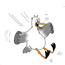 Free Funny Seagulls Cliparts, Download Free Clip Art, Free
