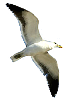 Sea gull clipart