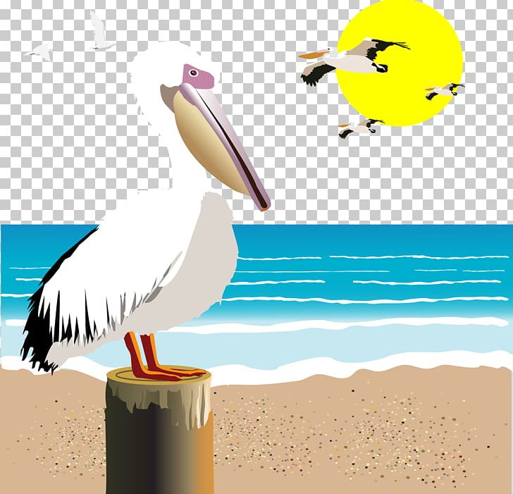 Gulls seabird illustration.