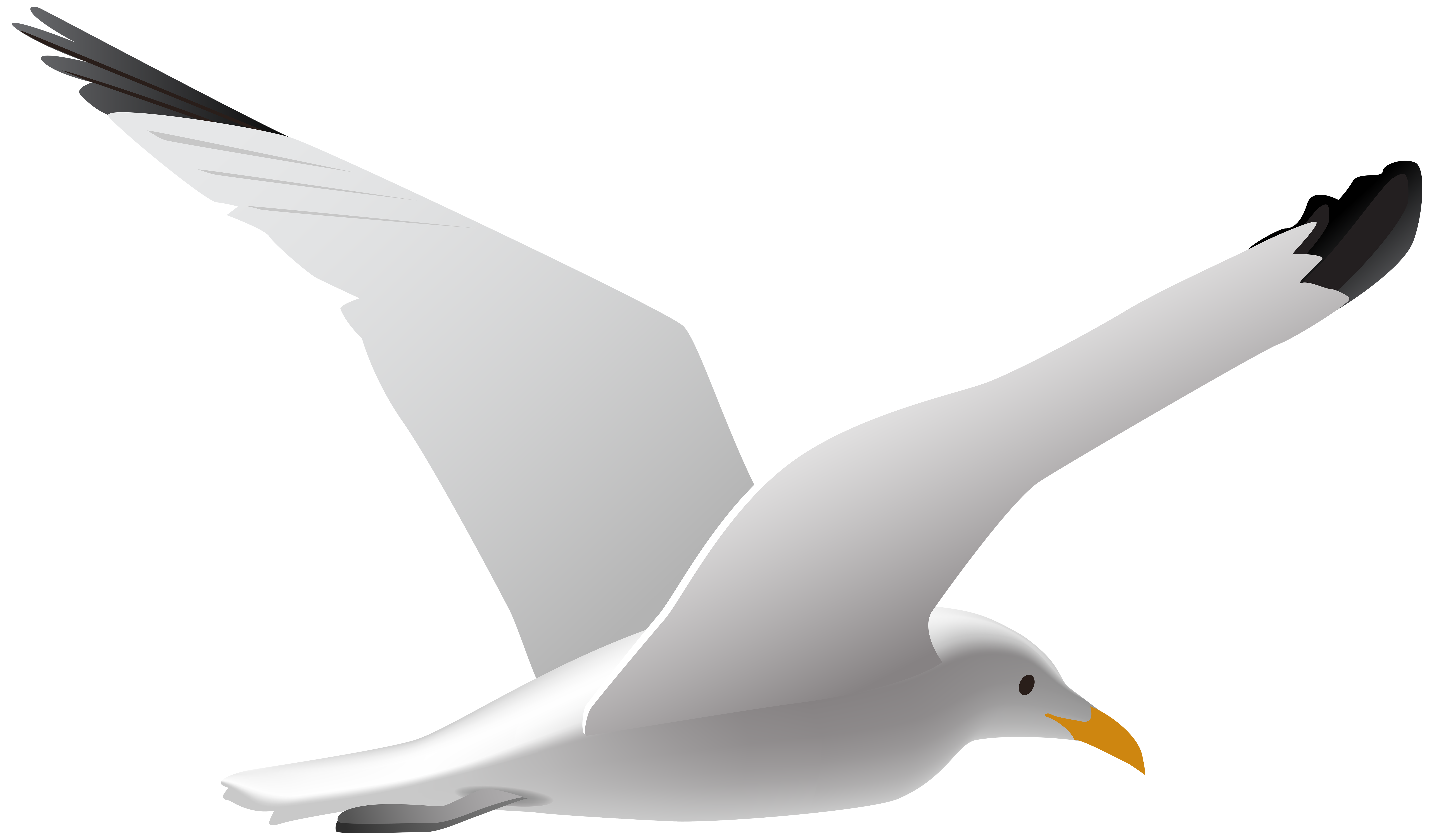 Gulls bird clip.