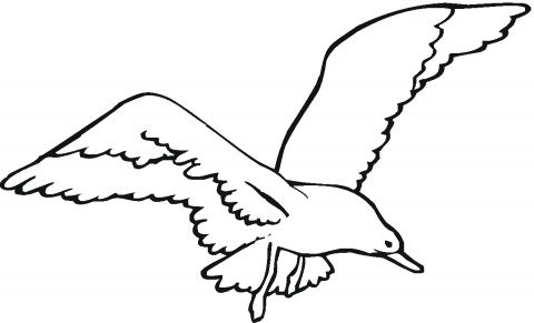 Seagull outline clipart.