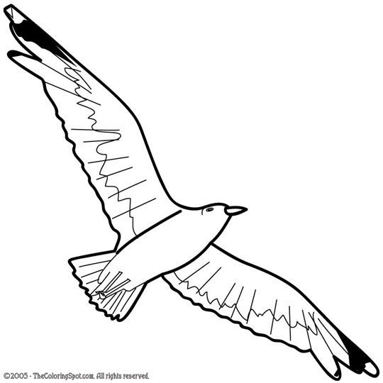 Seagull coloring pages.