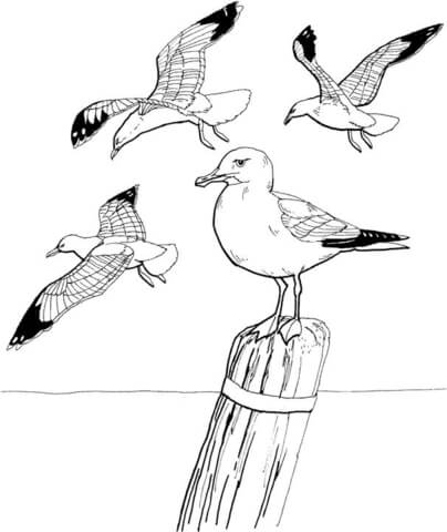 Seagulls coloring page.