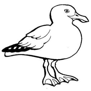Seagull Sleeping Coloring Page