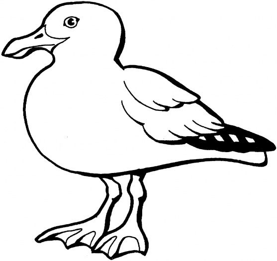 Seagulls coloring pages