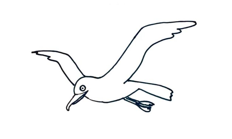 How draw seagull.