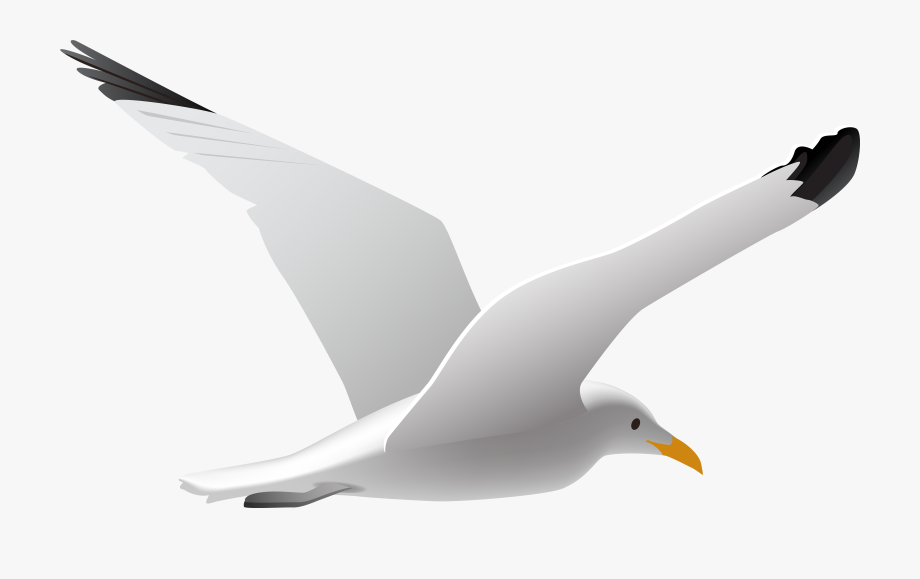 Seagull clipart 221678.
