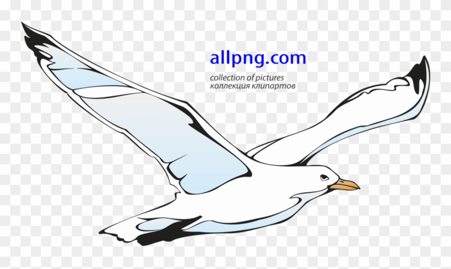 Flying Seagull Clipart