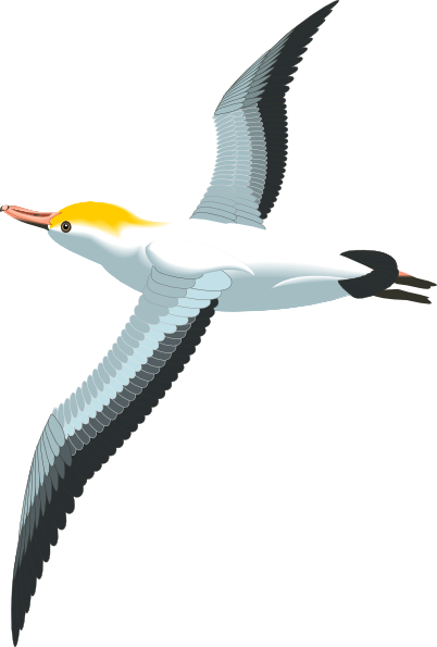 Seagull flying sea gull clip art at vector clip art