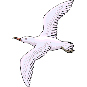 seagull clipart flying
