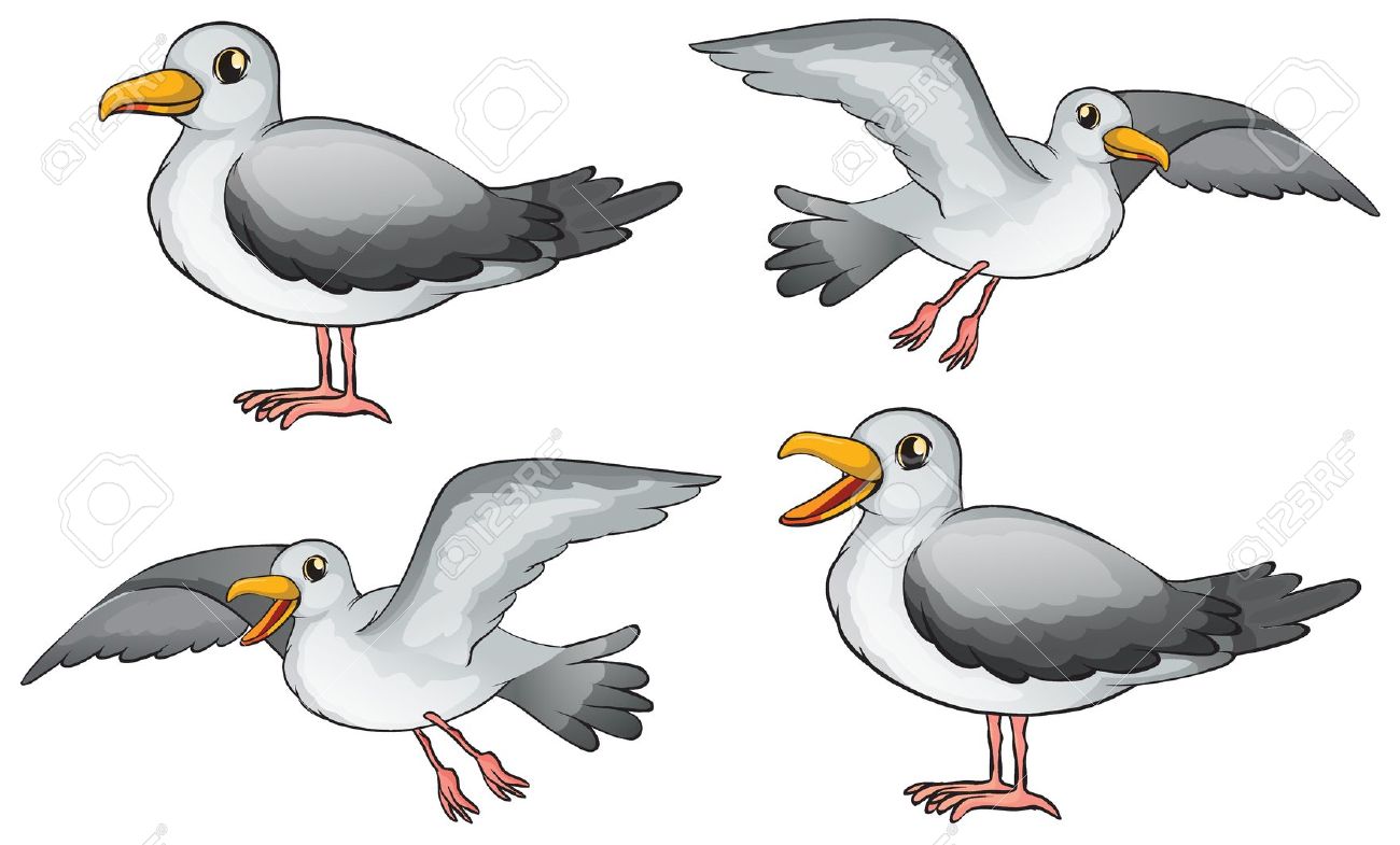 Seagull clipart free.