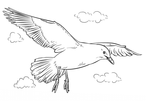 seagull clipart free coloring
